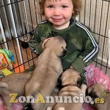 Adorables cachorros de Carlino